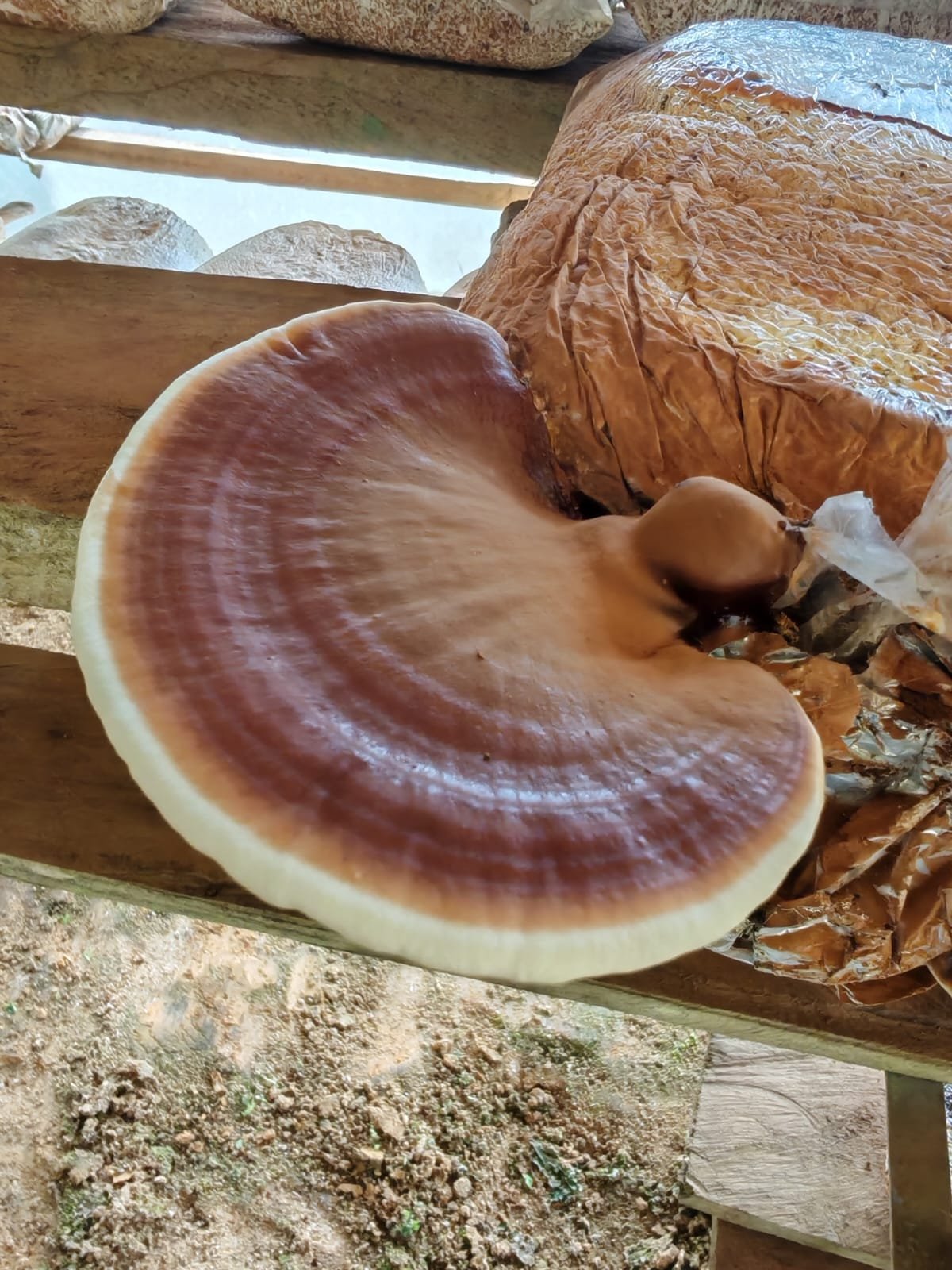 3cb96cce 481d 468a a873 0131537c877c