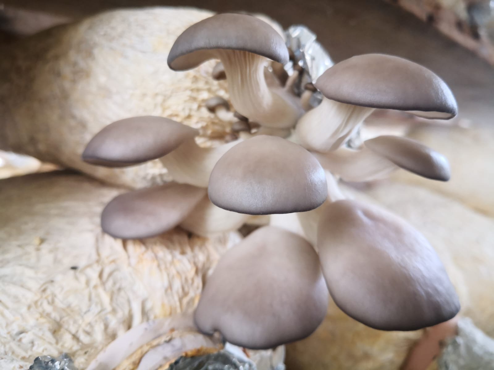 whatsapp image 2026 02 18 at 1.38.02 pm